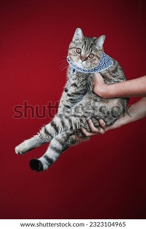 A Cat take a photo with Red background