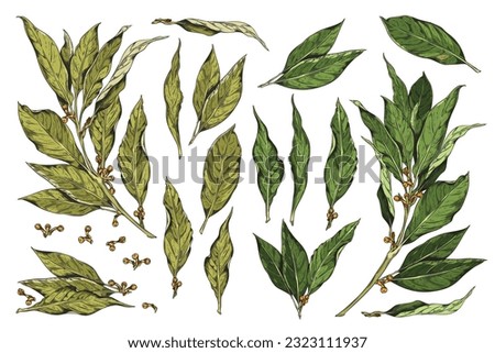 Vector set hand drawn branch of bay leaf, dry bay leave with corns, pepper. Vintage collection on white background. Herbs, spices, natural flavors concept great for packaging, textile, fabric Royalty-Free Stock Photo #2323111937