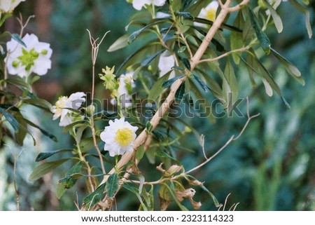 A tree anemone white flower also know as carpenter.