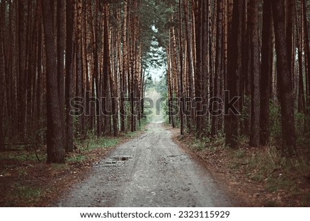 Dark moody forest with path and pine trees, natural outdoor vintage background