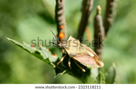 A bug sits on a green sheet with thorns. Macro