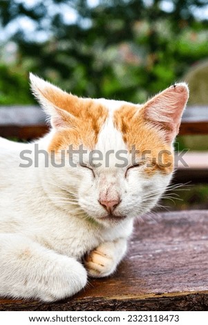 White Stray Cat with Different Eye Color