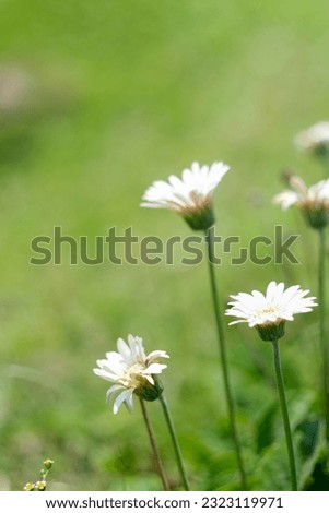 Close up view of flower group aster or white daisies in a forest in Batu, Indonesia. No people.
