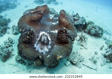 Beautiful Giant Clam, Palawan.