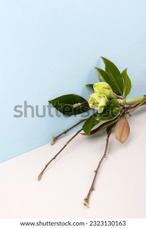 Stylish spring bouquet with branches and leaves of magnolia and amaryllis. Spring flower arrangement, greeting card for mother's day, Valentine's Day, birthday.