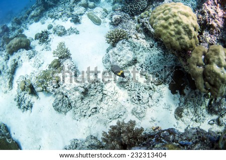 Tropical fish, corals and sponges around a thriving tropical coral reef, Palawan.