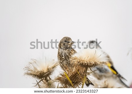 European goldfinch with juvenile plumage, feeding on the seeds of thistles. Juvenile European goldfinch or simply goldfinch, latin name Carduelis carduelis, Perched on a Branch of thistle Royalty-Free Stock Photo #2323143327