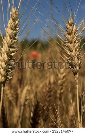 Ears  of wheat in a field with poppies in the bakcground on a sunny day in summer