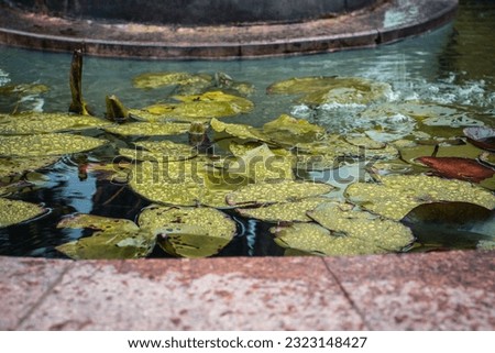 Close up view of a garden pond filled with aquatic plants. Water lily