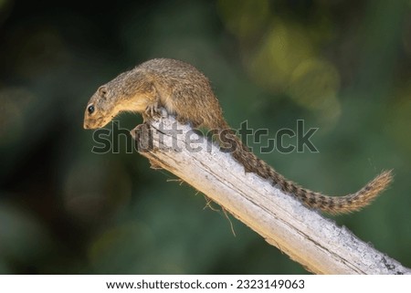 Gambian sun squirrel perched on a tree branch
