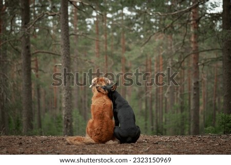 two dogs are hugging, sit with their backs and look at the forest. Nova Scotia Duck Tolling Retriever and Standard Pinscher on nature 