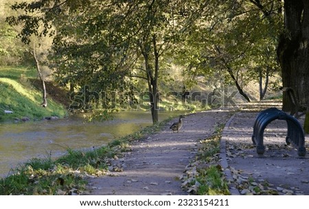 City park beautiful view early autumn nature landscape background with one duck on the center of picture Bernardine Garden landmark in Vilnius autumn season