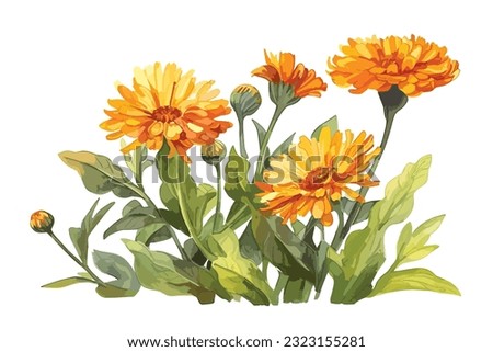 Calendula flowers with leaves isolated on white vector  Royalty-Free Stock Photo #2323155281