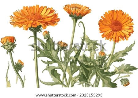 Calendula flowers with leaves isolated on white vector  Royalty-Free Stock Photo #2323155293
