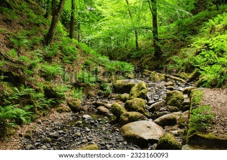 Very green forest path with a riverbed in Yorkshire forest. Path to a waterfall in Middleton-in-Teesdale. Royalty-Free Stock Photo #2323160093