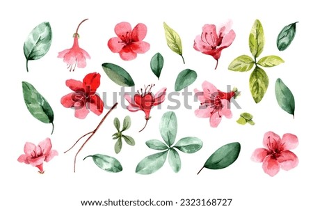 Set of isolated elements of flowering plants. Pink flowers, buds, green leaves, stems. Spring summer clip art. Garden flowers. Hand-drawn watercolor illustration on a white background for card design.