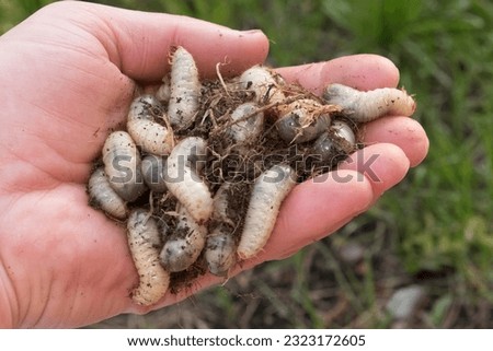 Larvae garden pests. Top view close-up of many Scarab beetle larva or Chafer Grubs (Scarabaeidae) living in the soil of a lawn, collected in the hand while gardening.   Royalty-Free Stock Photo #2323172605