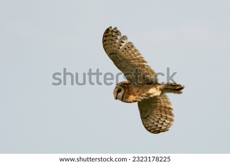 Barn owl Tyto alba. Flying owl in the wild against the sky.