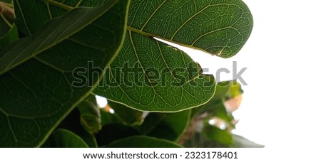 Beautiful green leaf picture, leaf, beautiful ,plant