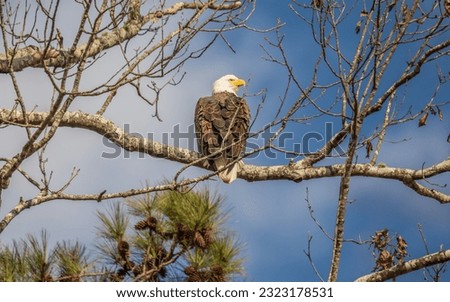 Bald Eagle sitting on a tree branch