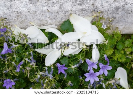 Fallen petals of white roses lie in campanula flowers. Withered campanula flowers growing near a concrete wall