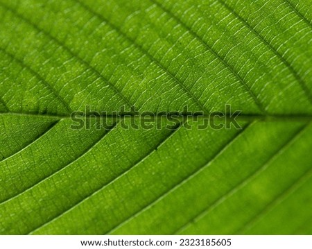 bright green leaves summer nature background