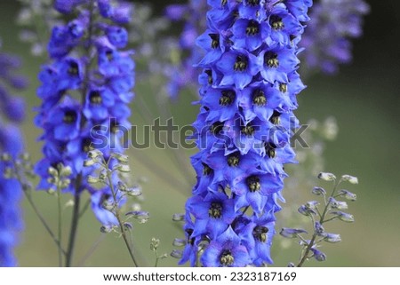Delphinium elatum in the garden. Double blue flower. Royalty-Free Stock Photo #2323187169