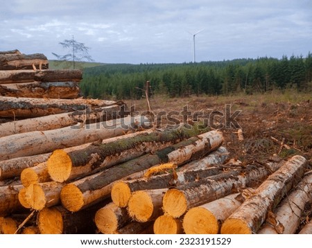 Big pile of freshly cut pine trees ready for collection and transportation. Forestry industry. Natural material and firewood production. Cloudy sky.