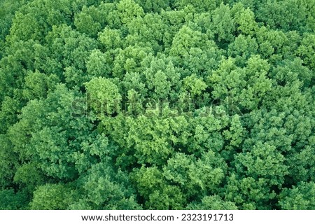 Top down flat aerial view of dark lush forest with green trees canopies in summer Royalty-Free Stock Photo #2323191713