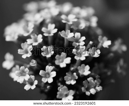 Blak and white flower head photographed in an arty way Royalty-Free Stock Photo #2323192601