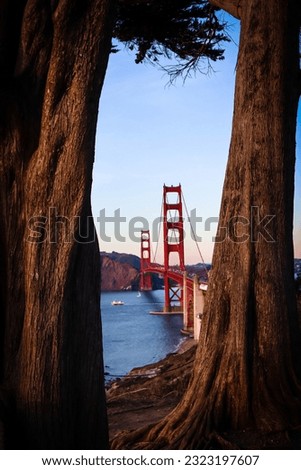 Golden Gate bridge through cypress trees. Selective focus. Blurred background. 