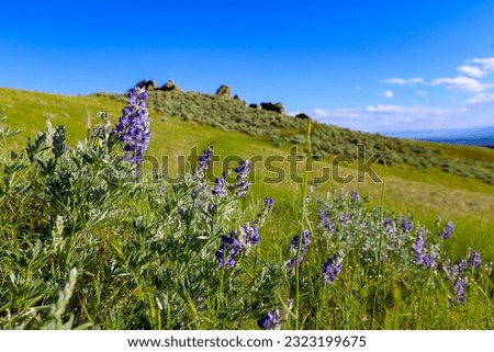 Boise foothills in early summer, Idaho Royalty-Free Stock Photo #2323199675