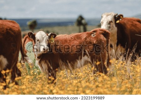 cow grazing with herd in field