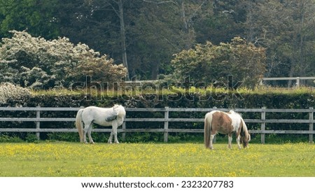View of ponies in field in animal sanctuary in Isle of Wight, United Kingdom