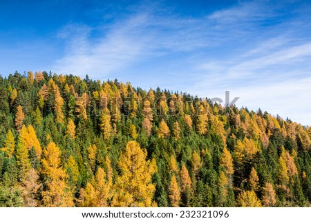 Autumn forest with colorful trees and blue sky, Dolomites Alps, Italy