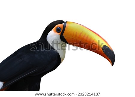Close up of Toco toucan isolated on white background. selective focus. Clipping path included. 