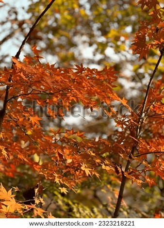 Picture of maple tree leaves in autumn.
