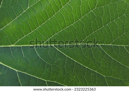 Fresh leaves pattern photo for background
