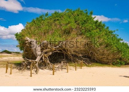he Sloth Tree, a tourist attraction in Jericoacoara, Ceará. It is a tree lying down due to the action of winds, with its roots exposed. In the background, a blue sky with white clouds.
