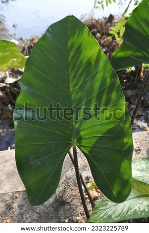 Beautiful leaves pattern photo for background