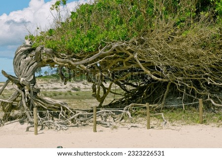 The Sloth Tree, a tourist attraction in Jericoacoara, Ceará. It is a tree lying down due to the action of winds, with its roots exposed. In the background, a blue sky with white clouds.