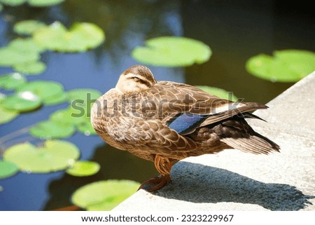 Beautiful wild duck with water lily leaf pond view in the park