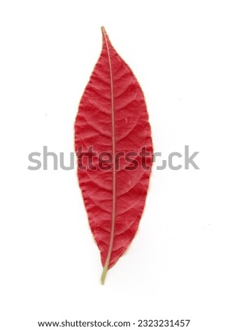 Autumn red leaves isolated on white background