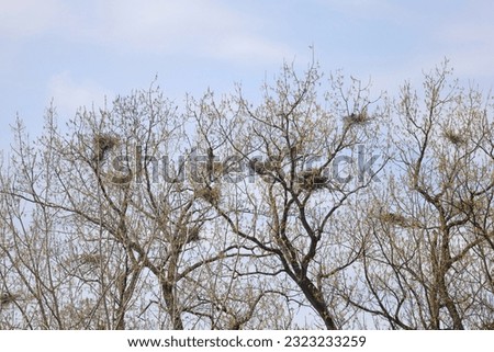 Great Blue Heron colony nesting site near Ohio and Erie Canal, Independence, OH, USA - 4-20-2023 Royalty-Free Stock Photo #2323233259