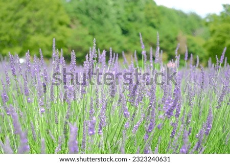 This is a picture of a lavender field