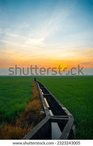 DAYBREAK ON RICE FIELD WITH IRRIGATION SYSTEMS
 