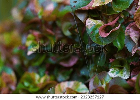 Spider webs clinging to leaves