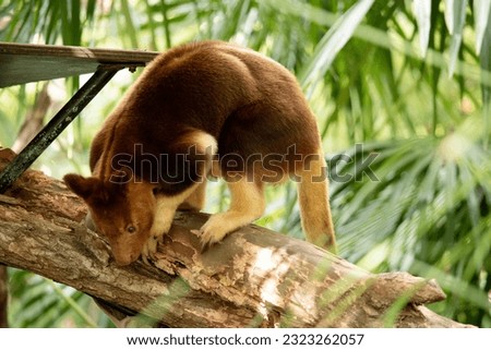the tree kangaroo is the only kangaroo that can climb trees. It looks similar to a small bear