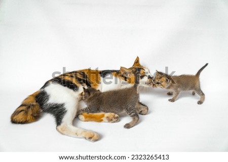 A striped domestic cat mother with her three dark kittens who are only a few weeks old playing and lazing around on a white background. They are happily suckling and playing