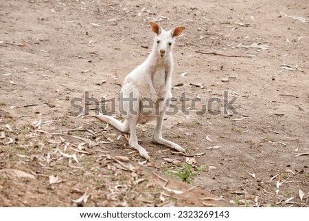 the albino kangaroo is all white with pink eyes, ears and nose.